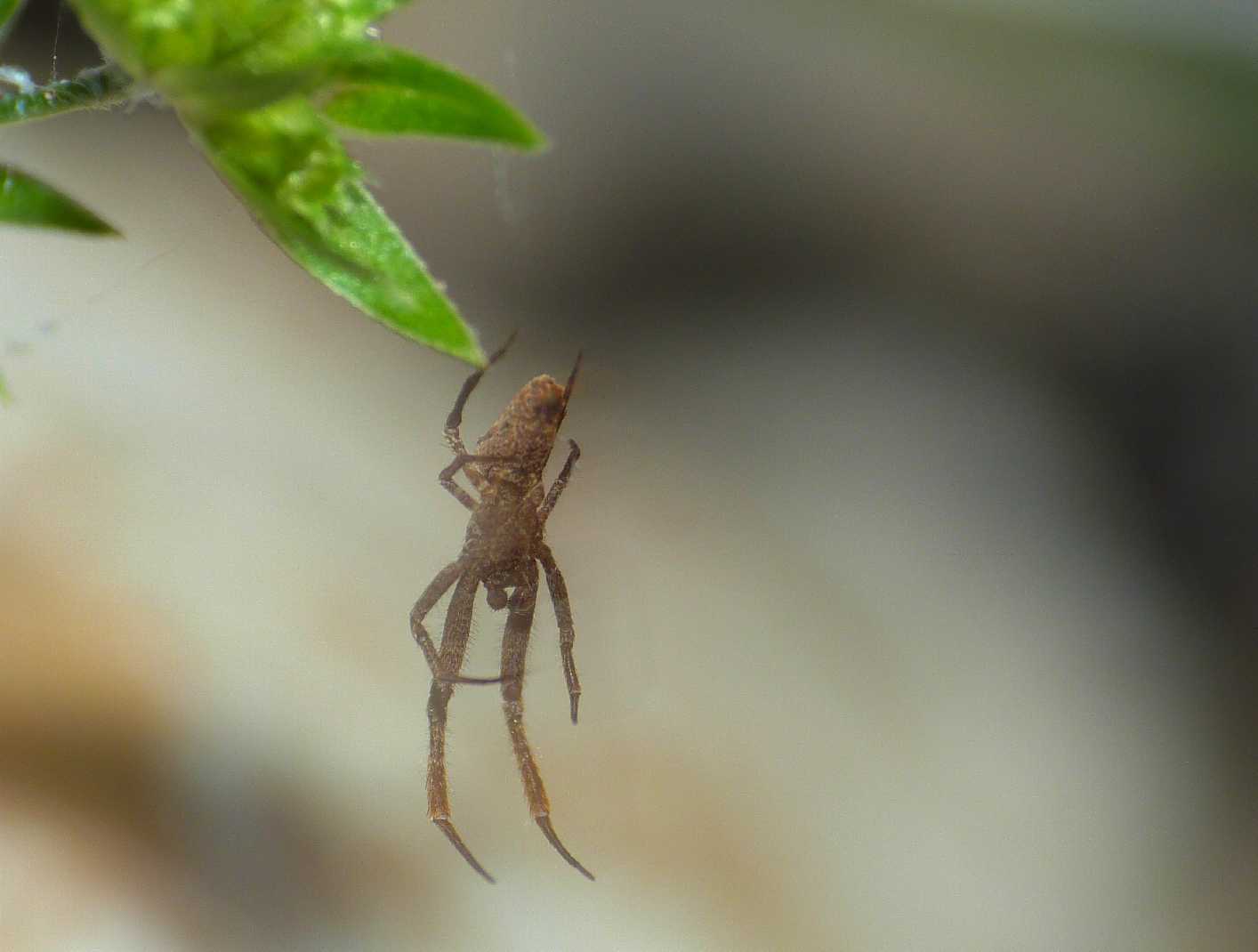 Coppia di Uloborus plumipes